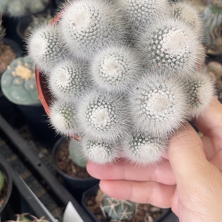 实生白小丁仙人球一颗