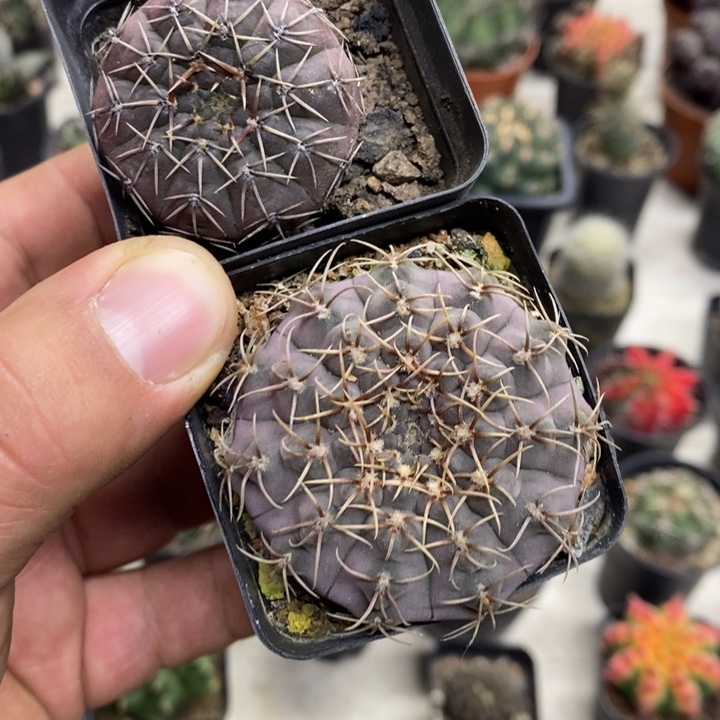 紫皮裸额2颗特价福利