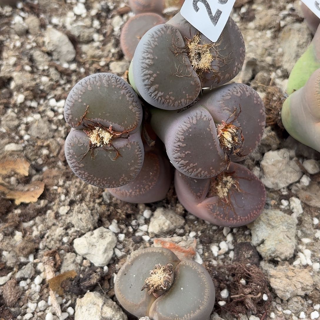 丶***卉生石花一物一拍特价235