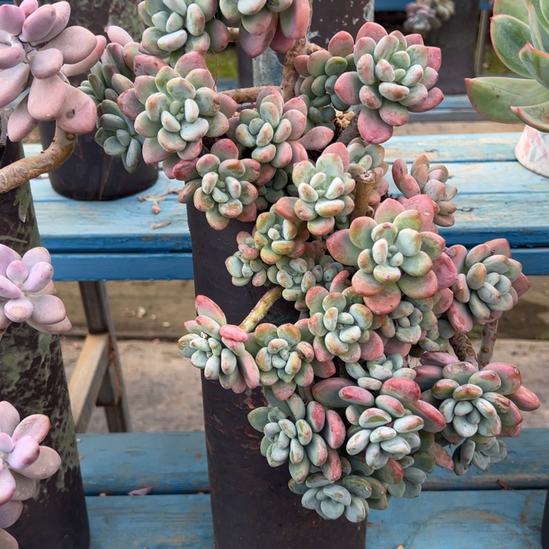 老桩洛神裸肉发货