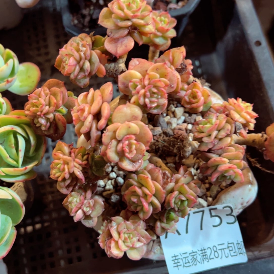 幸运的是我的朋友们