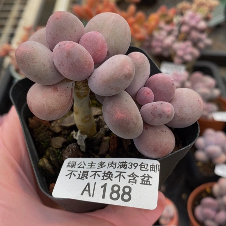 彩虹奶7cm188多肉植物