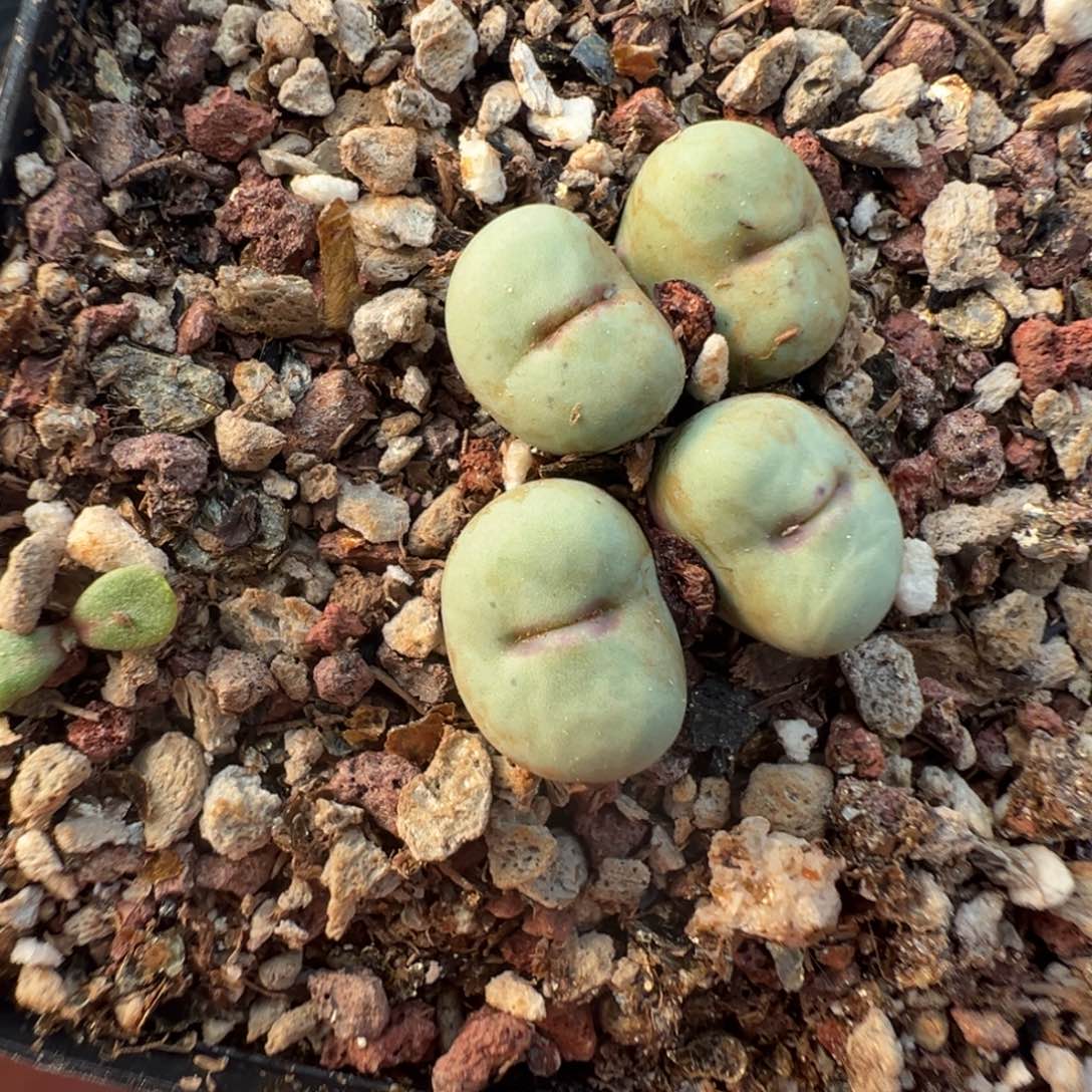 10-71肉锥多肉植物