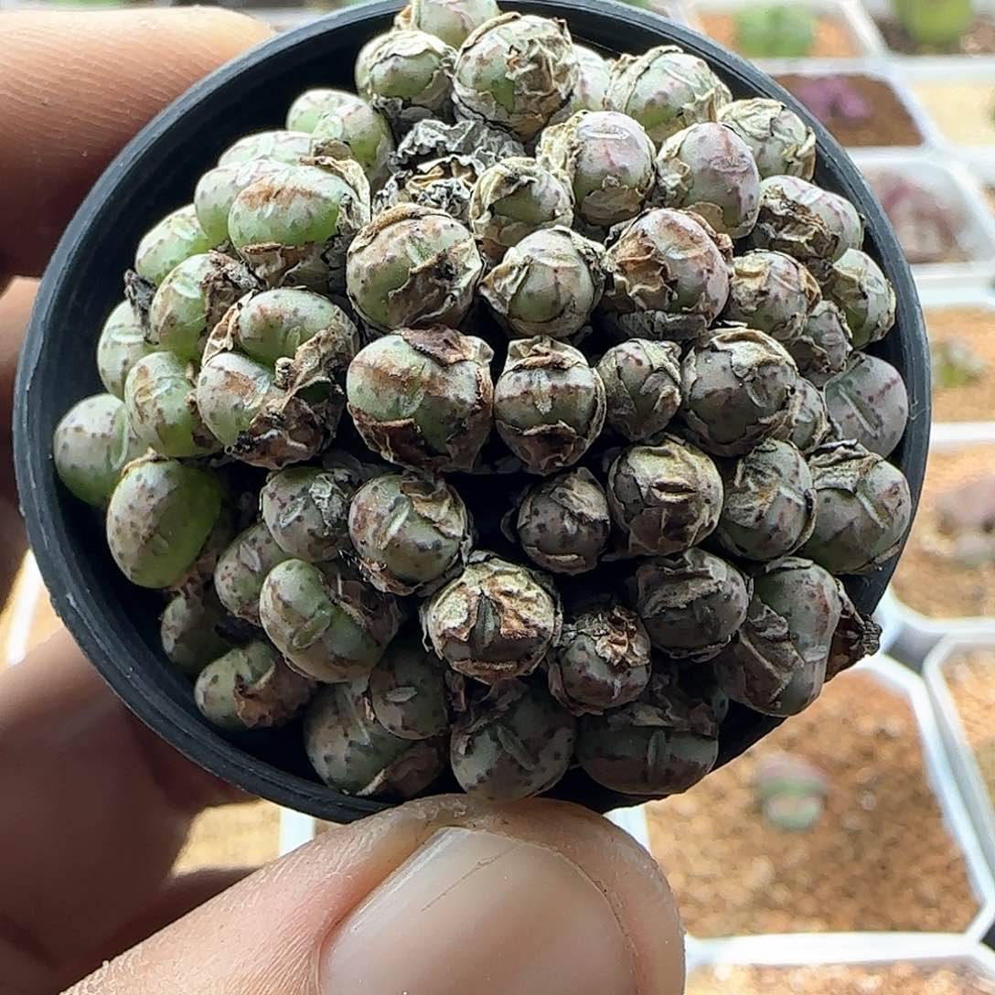 大甩卖开始啦43003