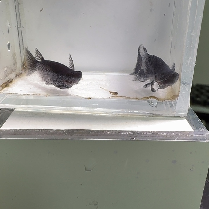 青鳉鱼一物一拍693