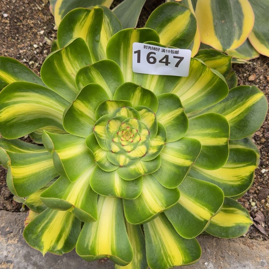 是****呀1647暴君多肉植物