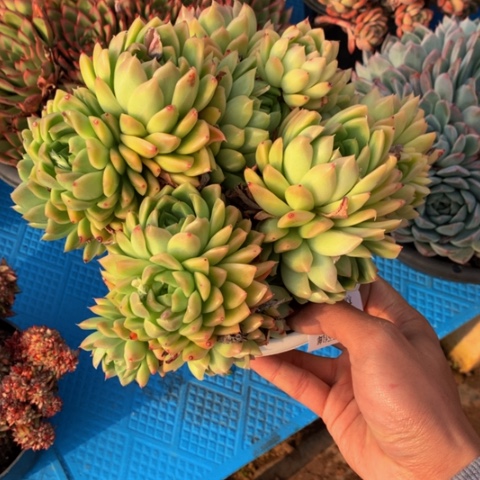 上****31467玉杯东云多肉