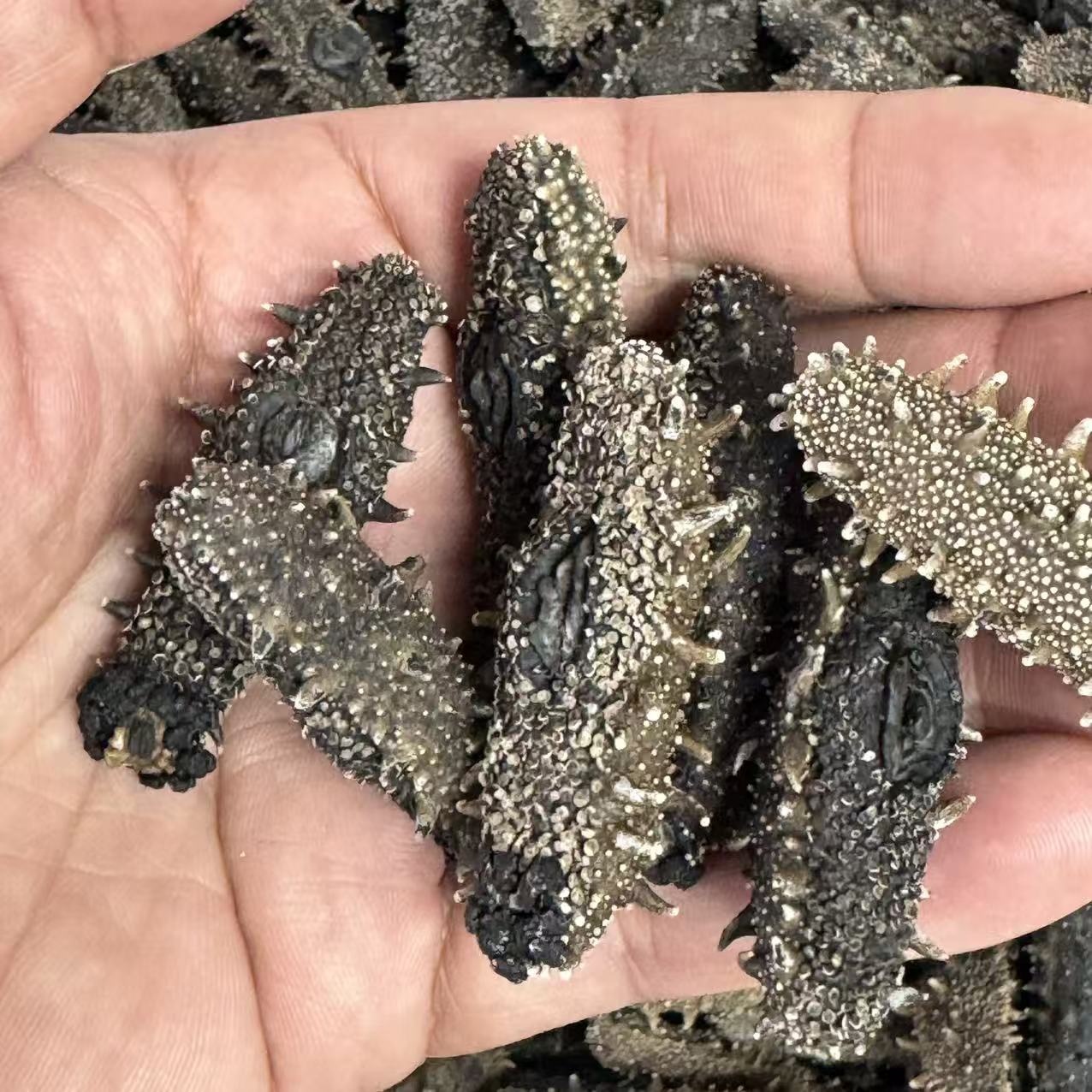 瓦房店围堰 国标海参 约70头一斤