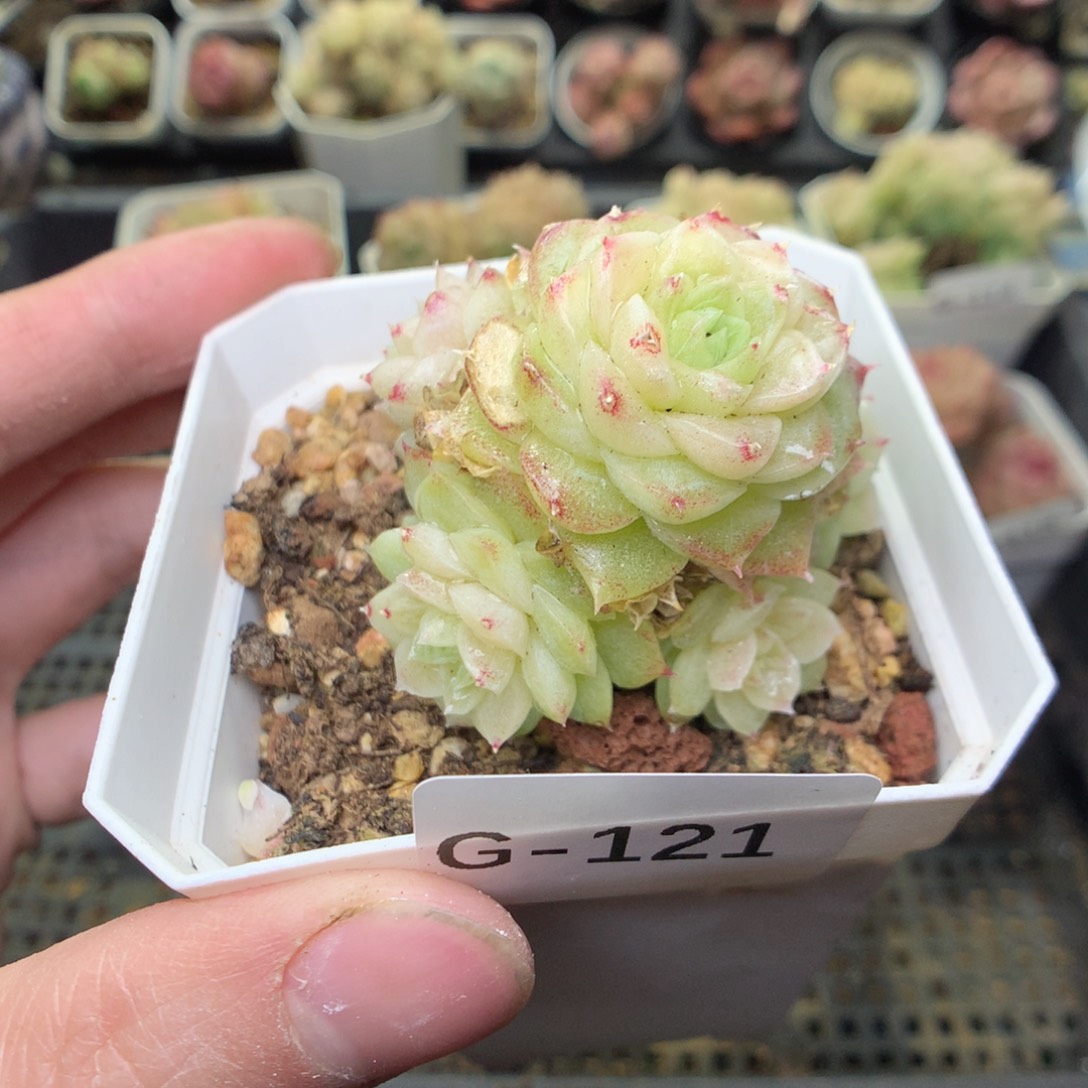 G121y y y y y y y y y ty