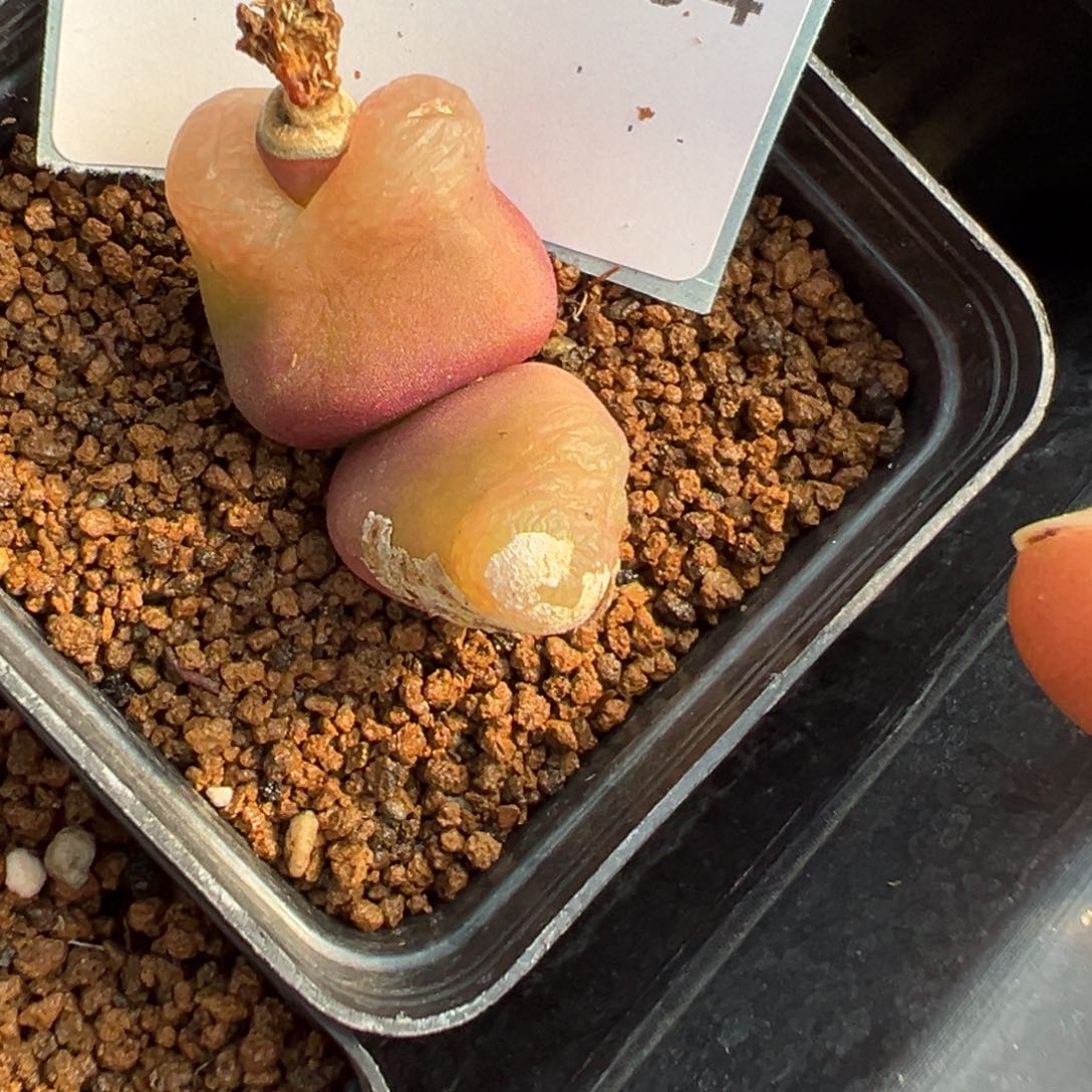 17-194肉锥多肉植物，