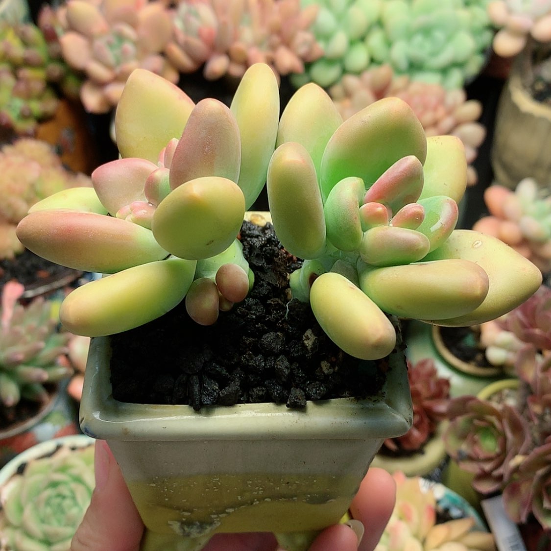 【闪购商品】5175芒果