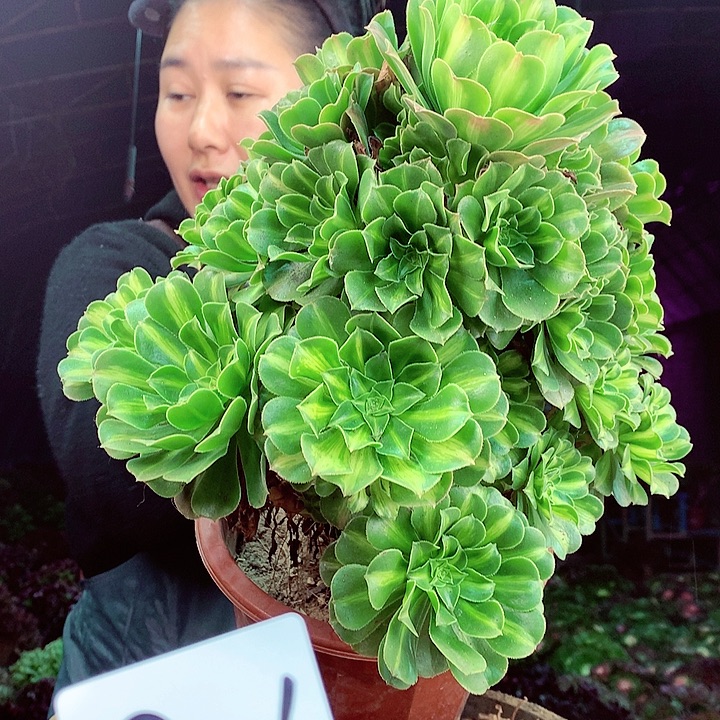 柒柒精品多肉脱土发货不包断侧枝S326