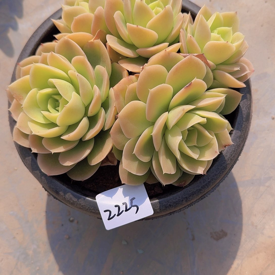 鸭*?2225星纳塔多肉