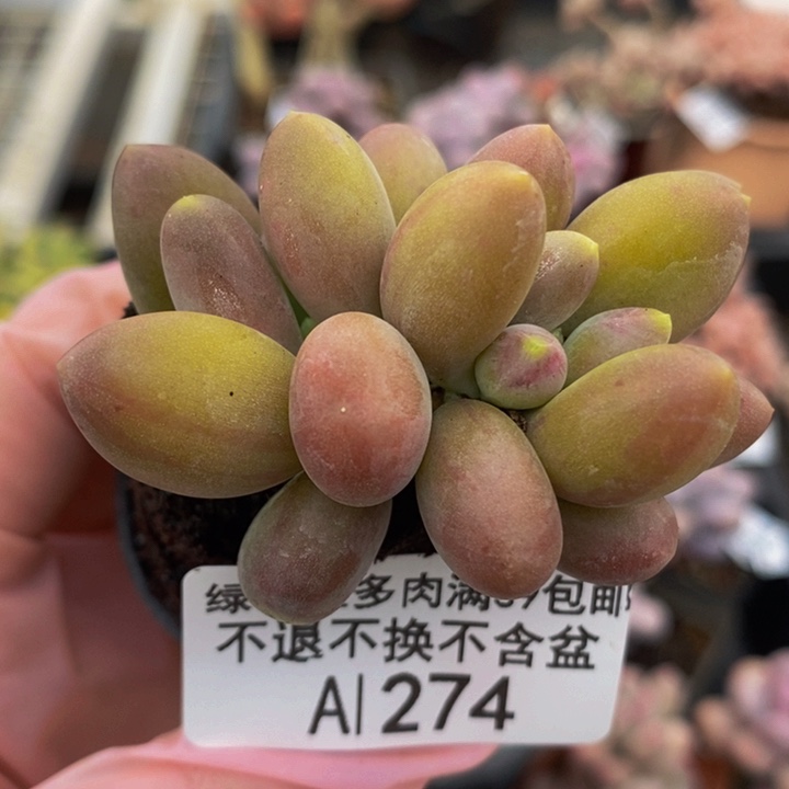 芒果奶6cm274多肉植物