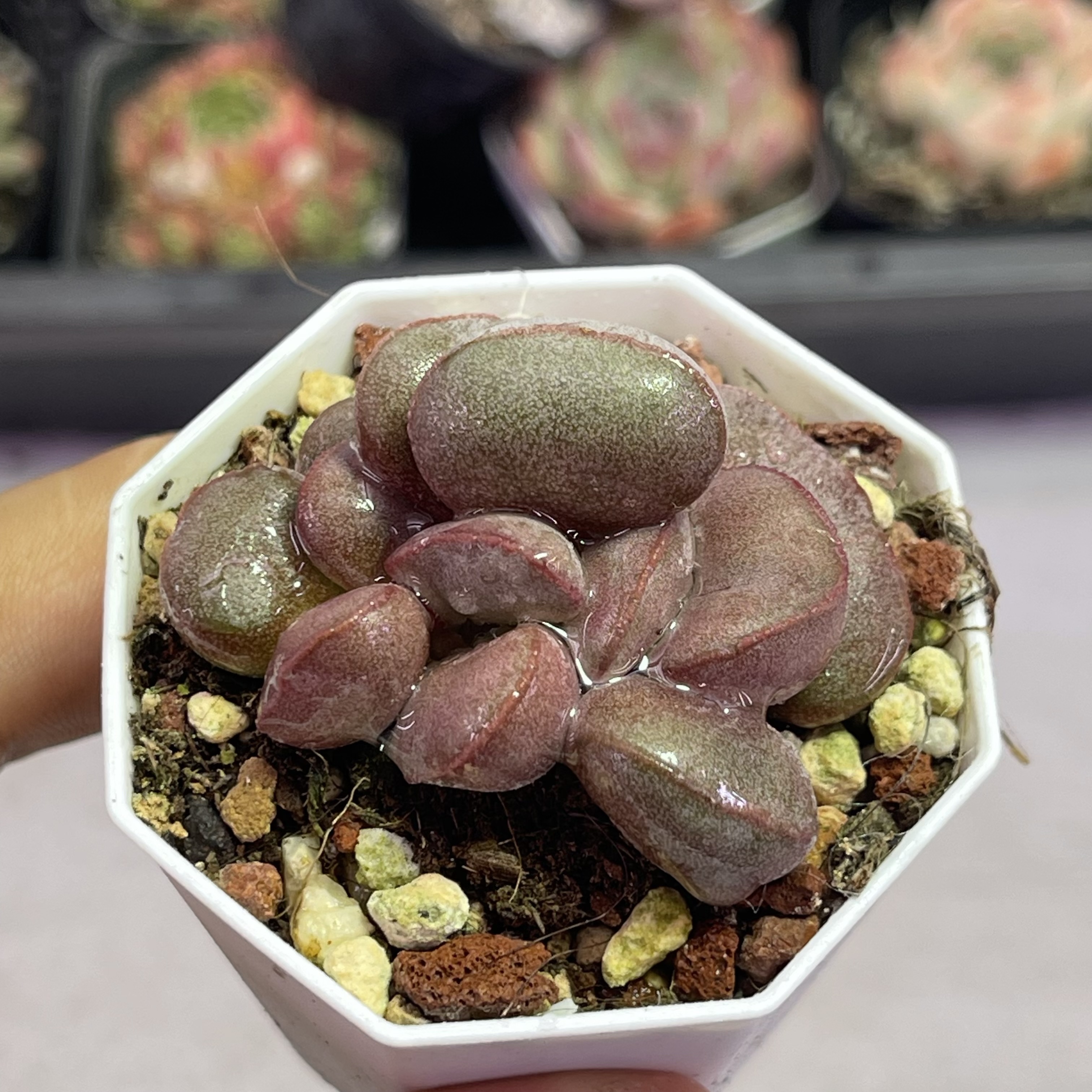 （满9.9元包邮）带盆红蛋水泡5厘米左右多肉植物