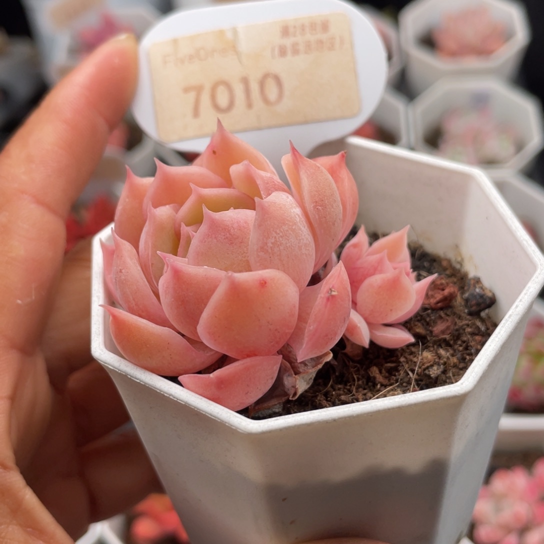 昂斯诺7010-5.0厘米