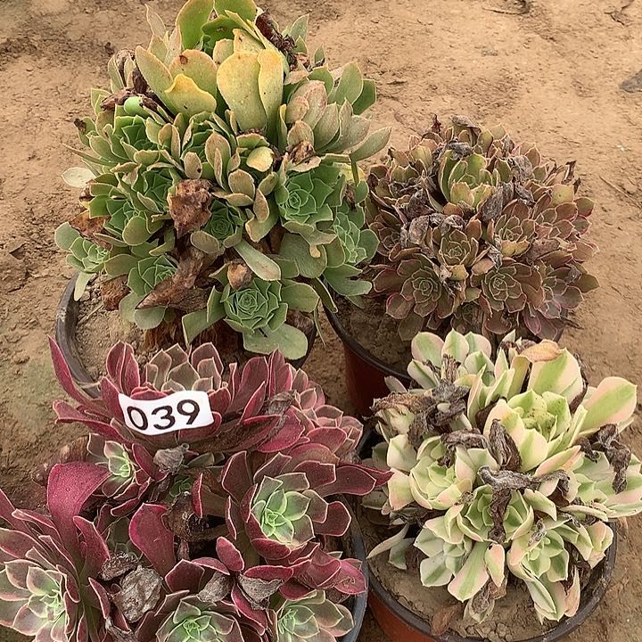 无花朵039四颗DVD肉植物