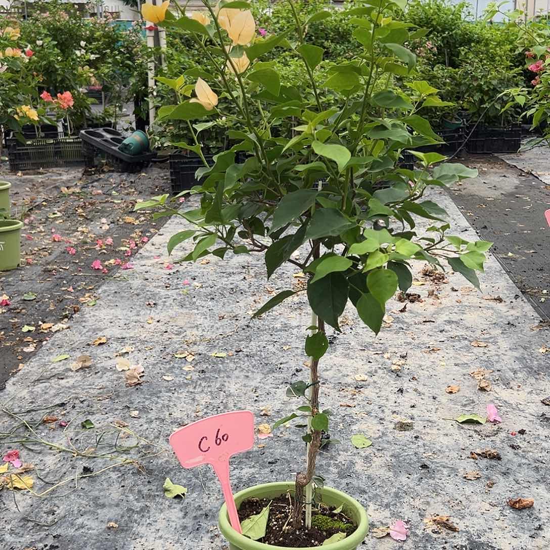 强***2当前无花栽培后可以开花C60金色光辉