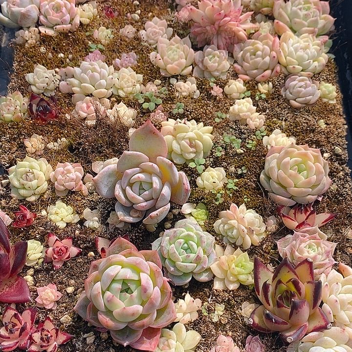 234 多肉植物盆栽花卉植物