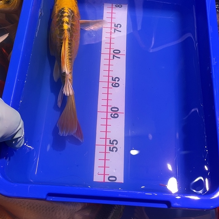 海水鱼观赏鱼精品