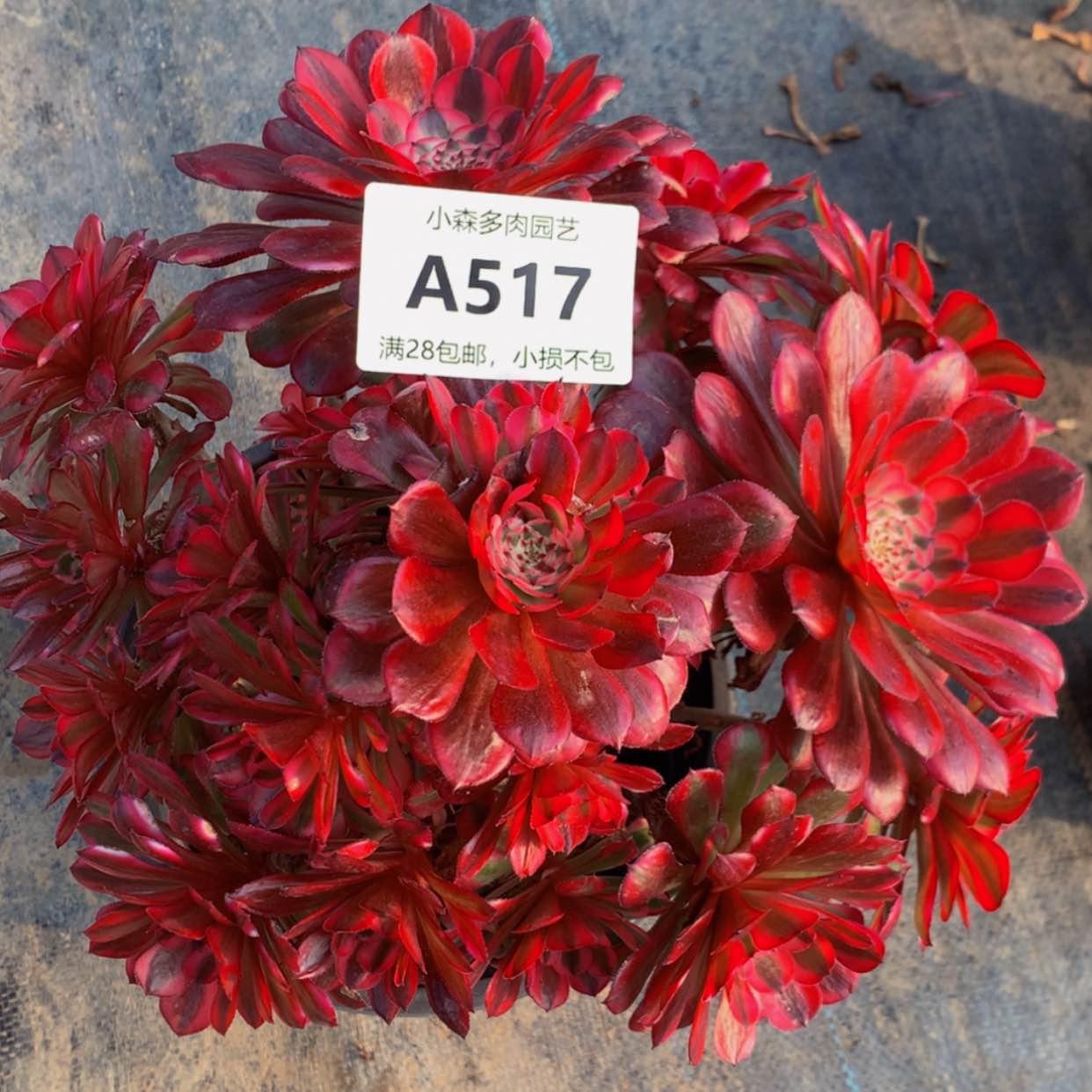【闪购商品】517红彤白多肉