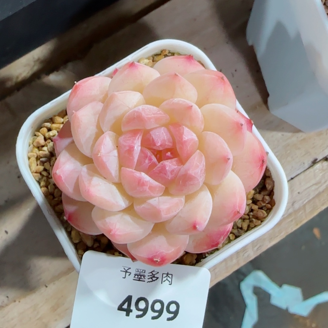 美心，4999多肉植物