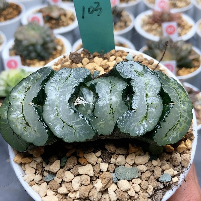 【闪购商品】103葵三条