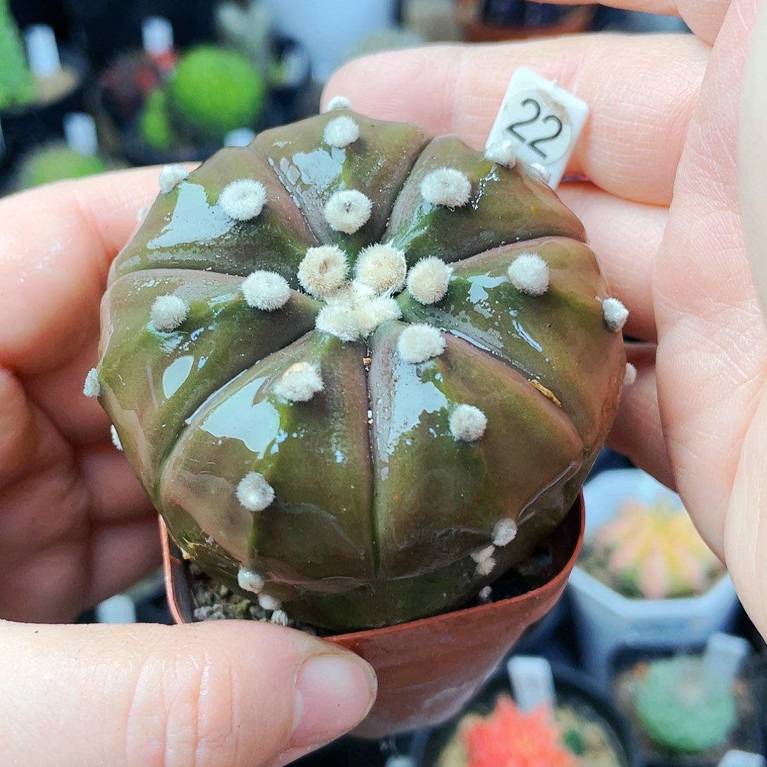 非偏远地区满25裸根发货仙人球