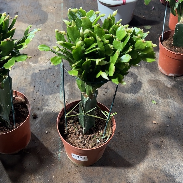 完全开放823嫁接009