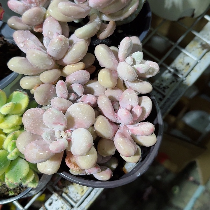 多头桃蛋多肉植物
