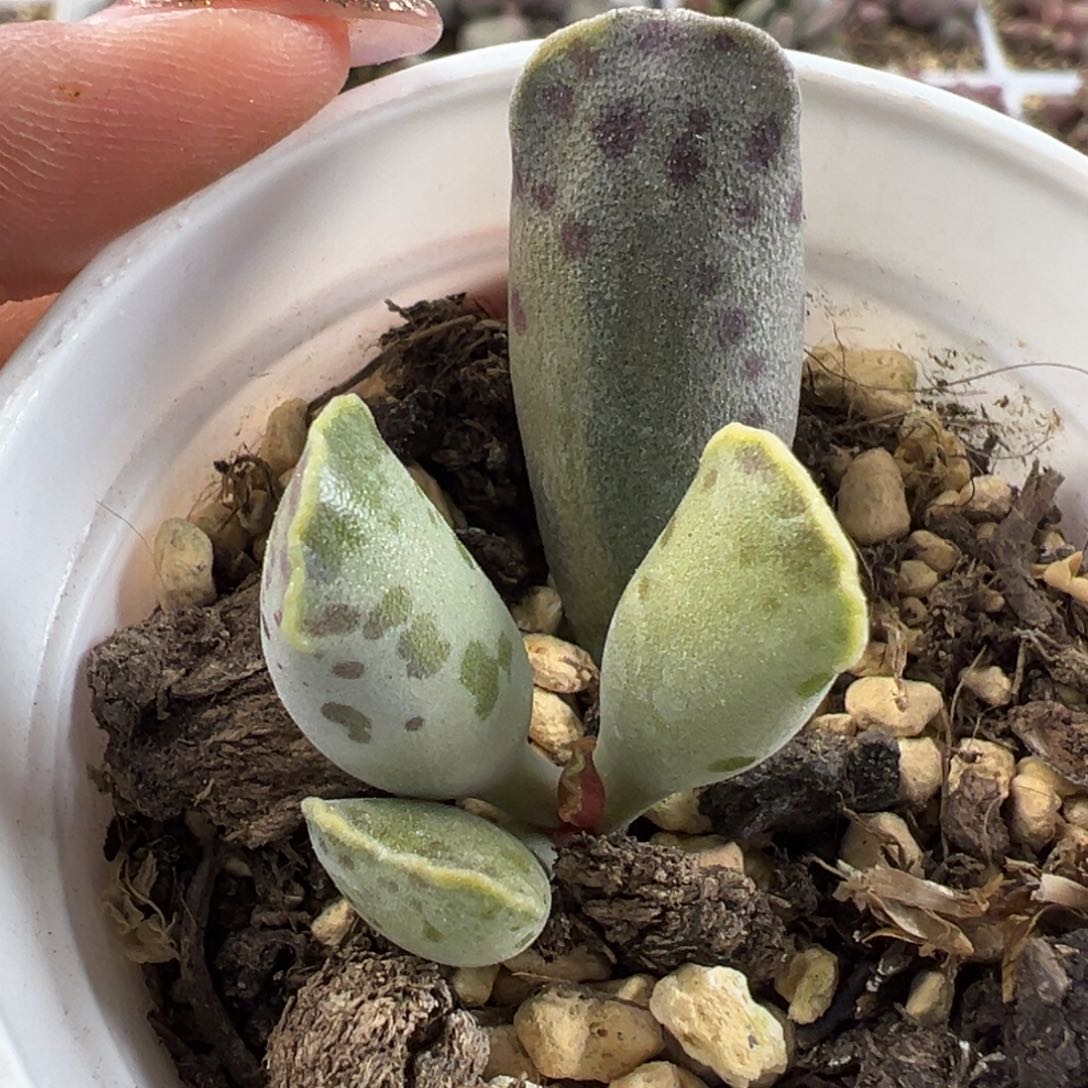 海豹锦多肉植物水泡