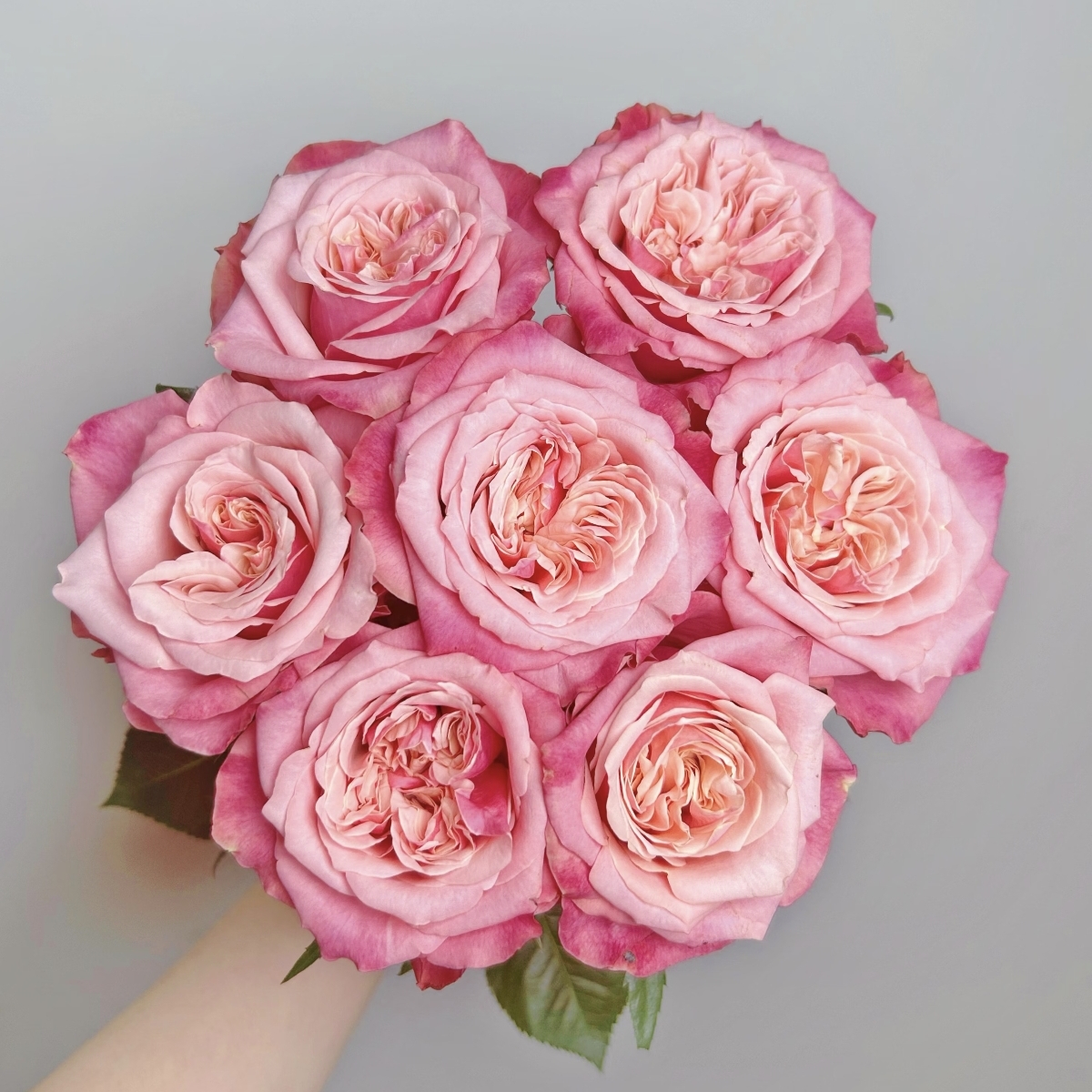 《闺蜜》月季露天苗耐寒耐热花期长适合室外