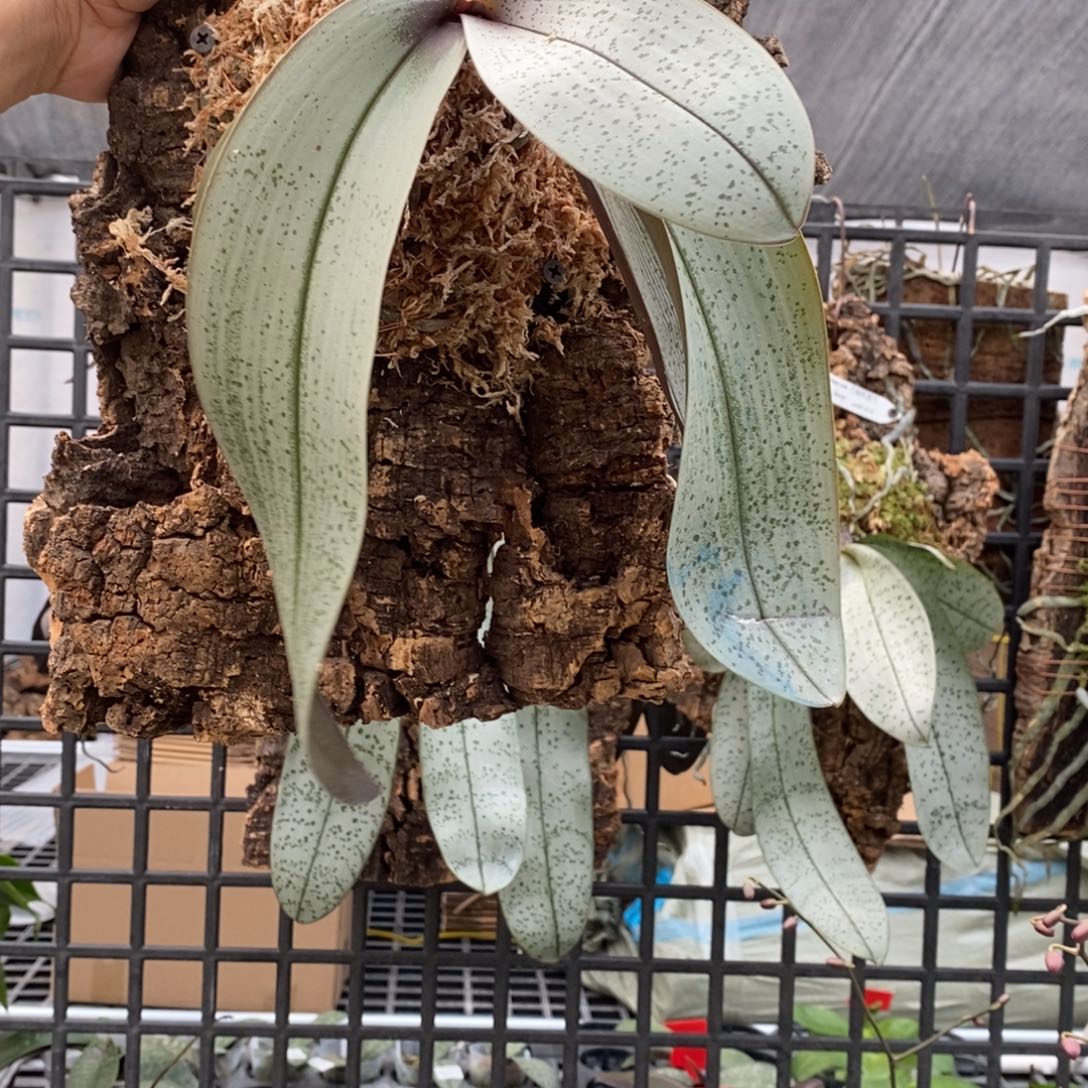 C***c当前无花朵，栽培后可花朵