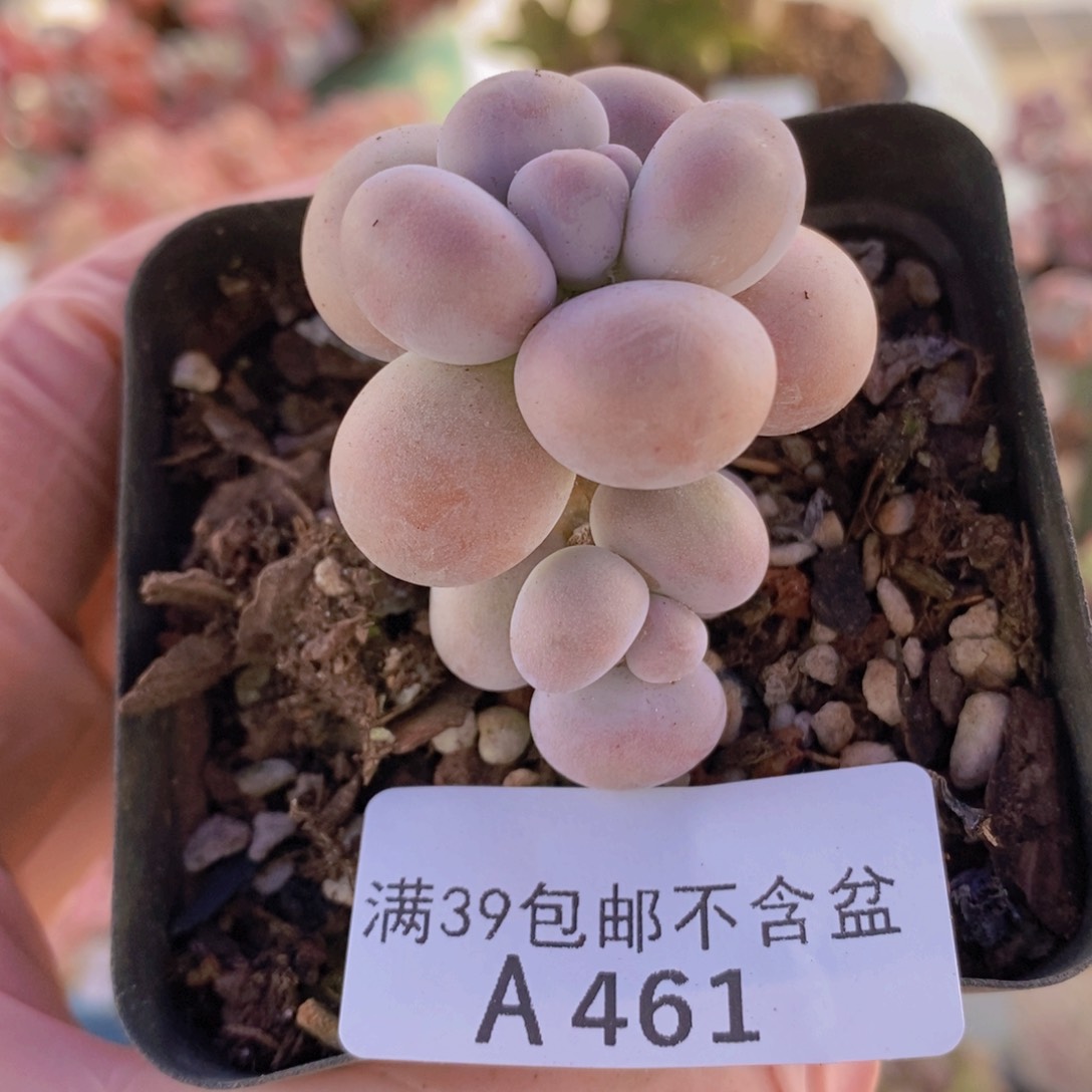 芭比奶洛5cm461多肉植物