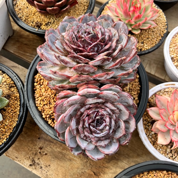 赫菲斯托 夏鸣园艺