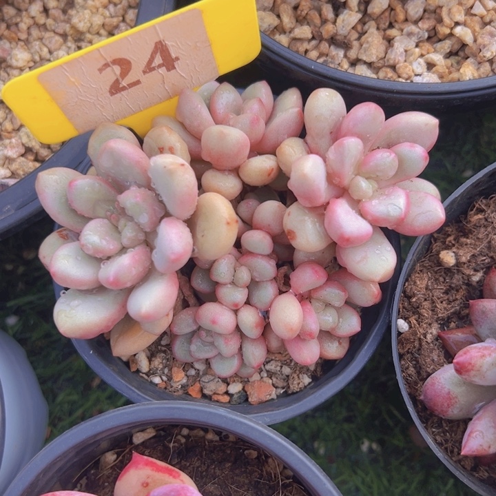 健健康康平平安安