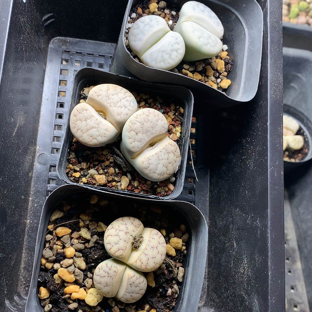 吴*E325多肉植物保护研究所