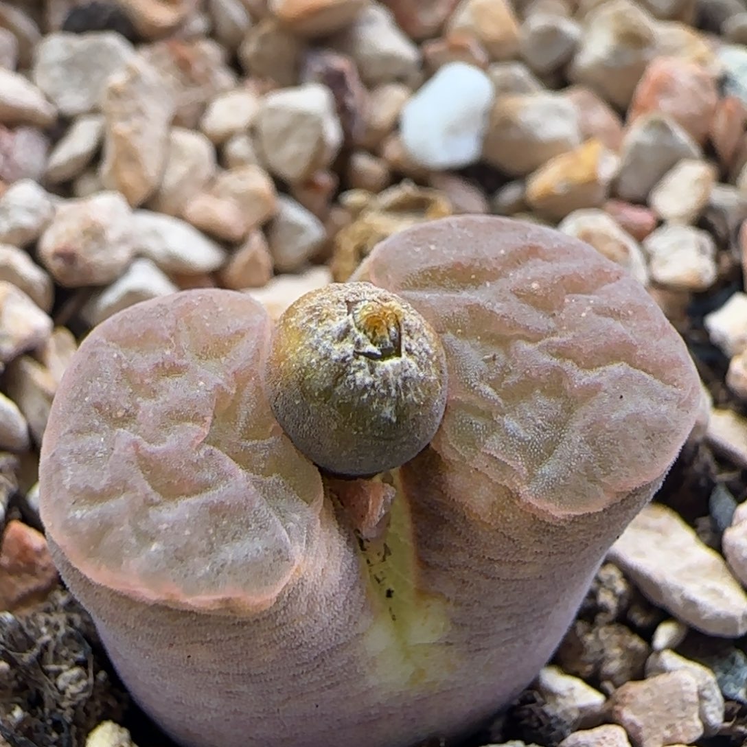 2.12.24/ban'ke磁铁/多肉植物