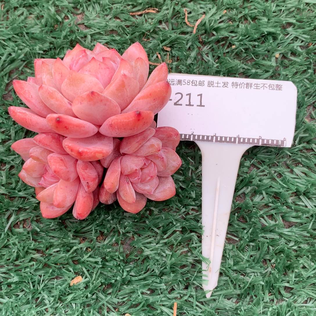 韩橙老桩自然群58包邮