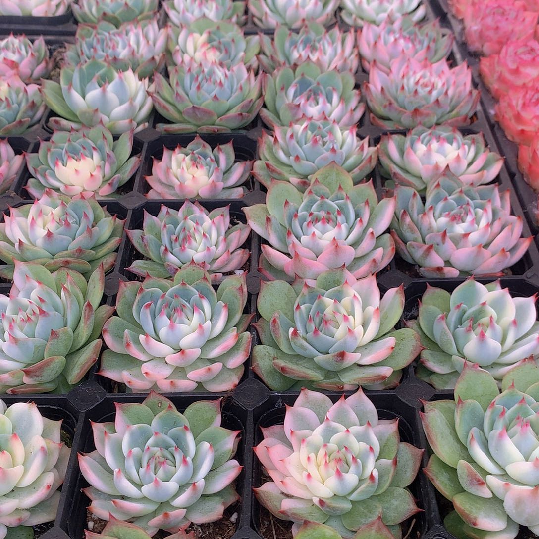 吉娃娃半锦345677888999