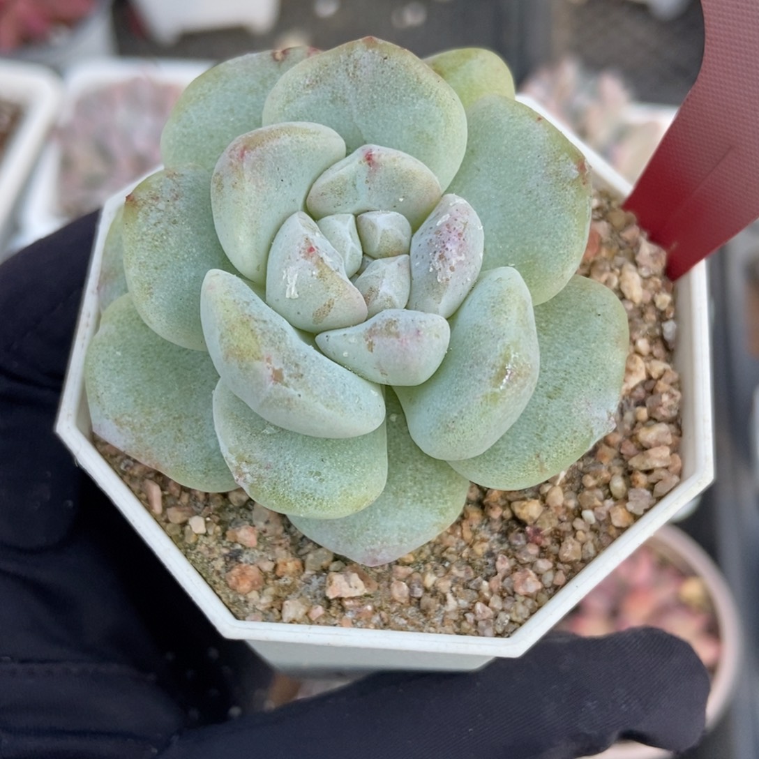 1815冰玉石化多肉植物