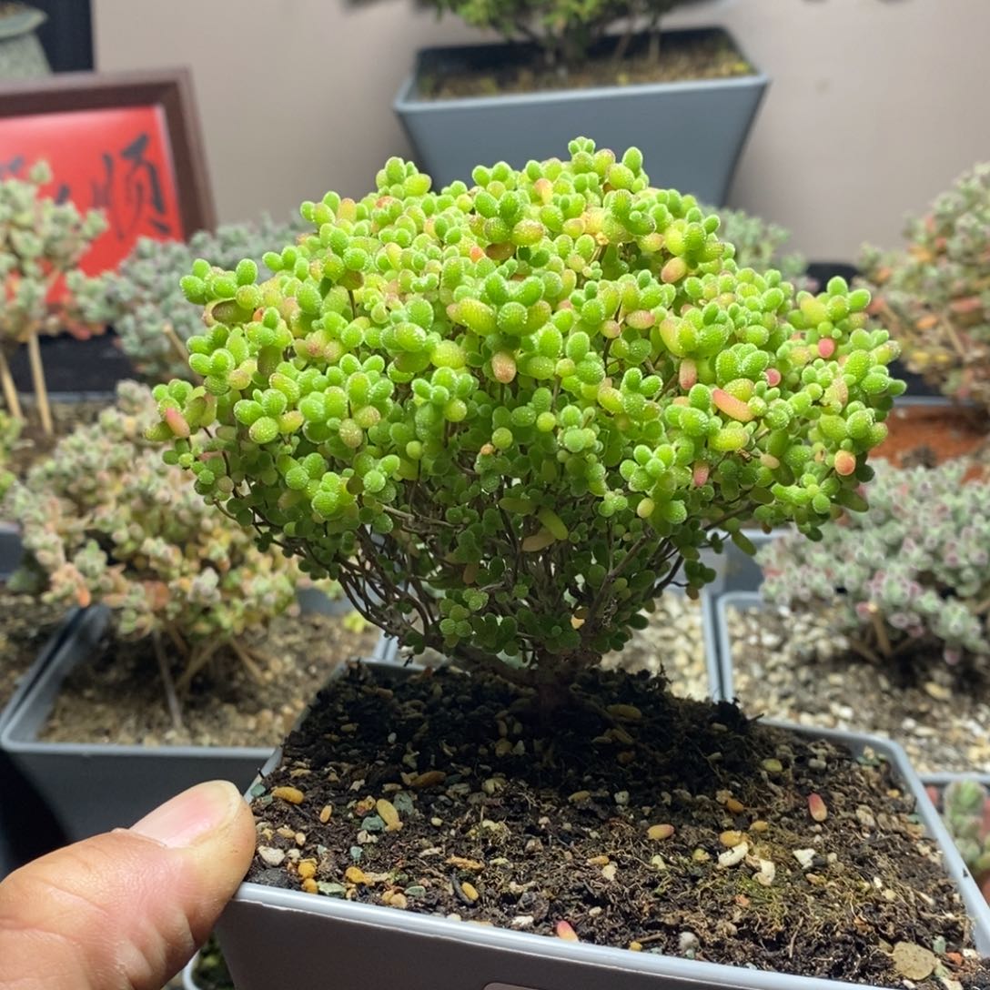 253蜜橘糖球枝干