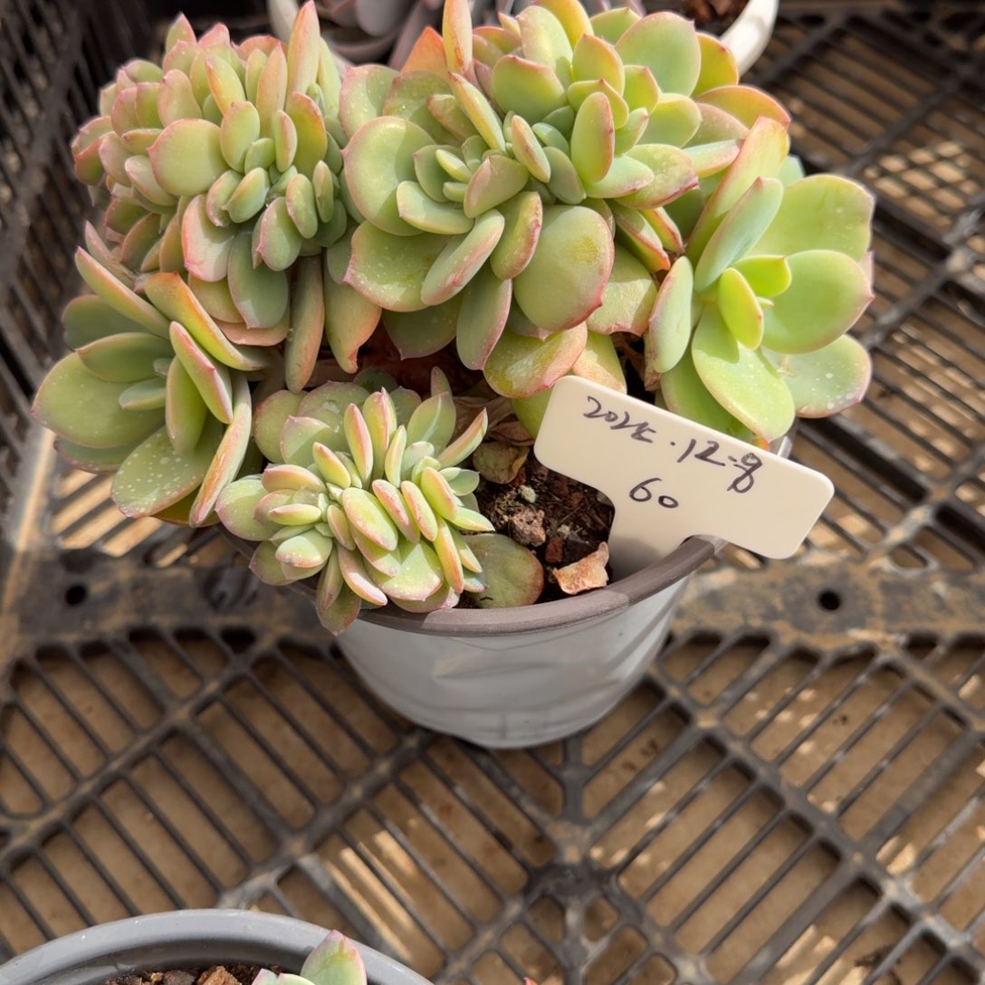 一物一拍雪凤缀60