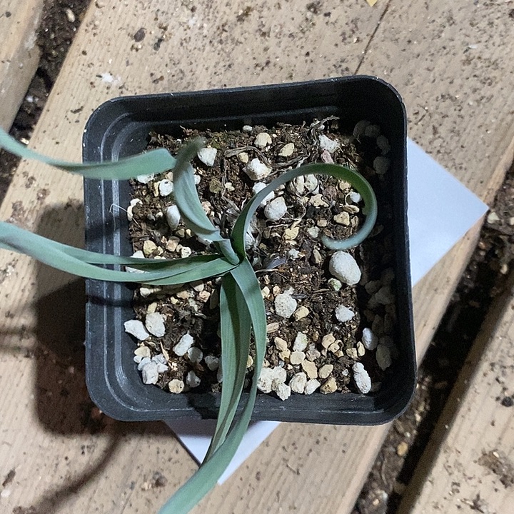 五***骨27372。    一盒弹簧草。  