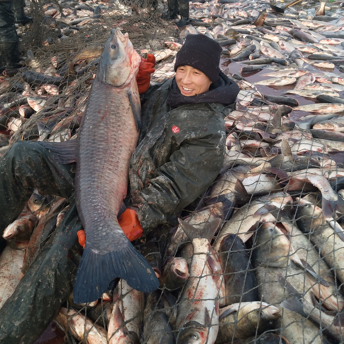 领鲜淡水湖大青鱼（10斤至30斤单条包装）