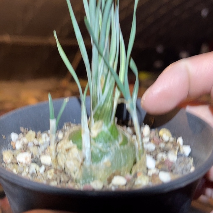 满38包邮2天凑单，脱土晾根发货多肉植物钢丝弹簧草