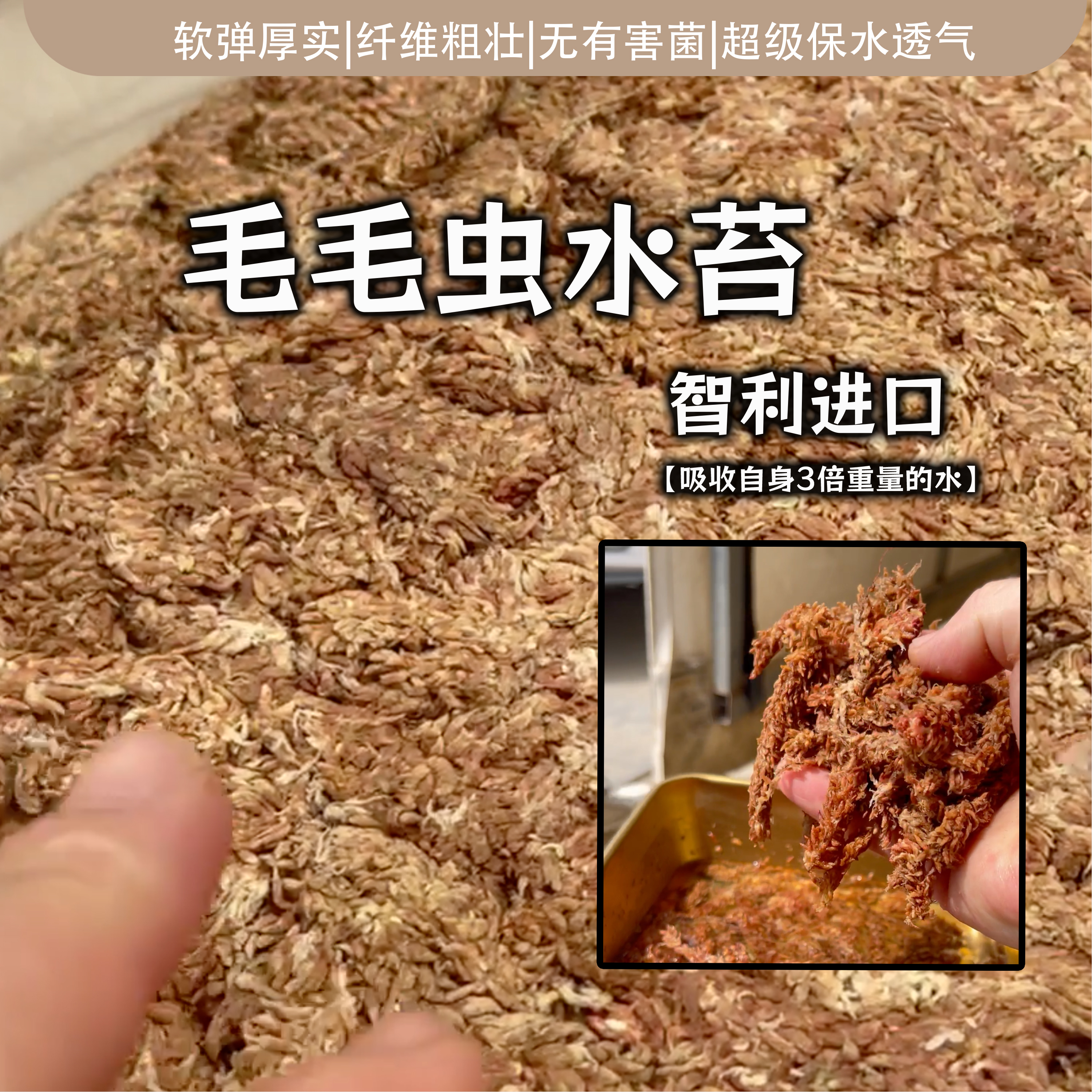 智利进口水苔毛毛虫水苔兰花植料洋兰植料基质保水透气不闷根