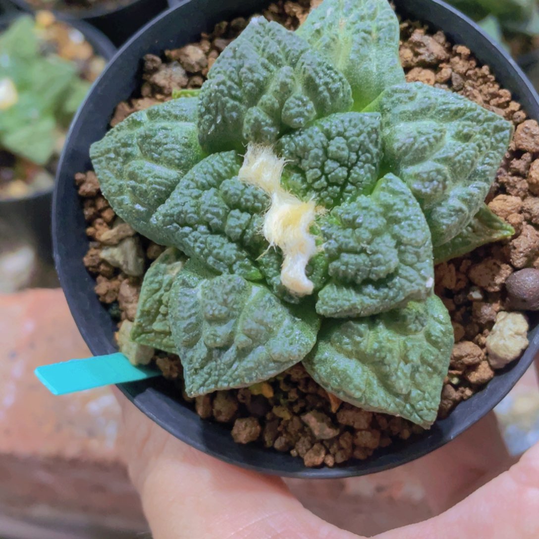 实生全割叶牡丹福利