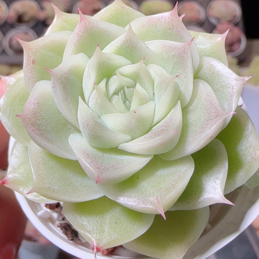 花语多肉1218-123