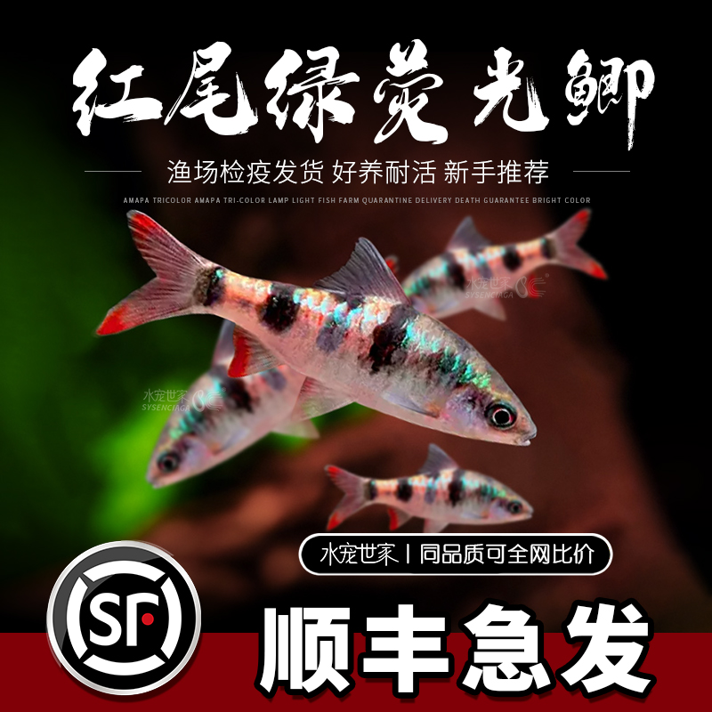 红尾绿荧光鲫原生缸观赏鱼冬天免加温好养易活熊猫鲫黑宝石活体鱼